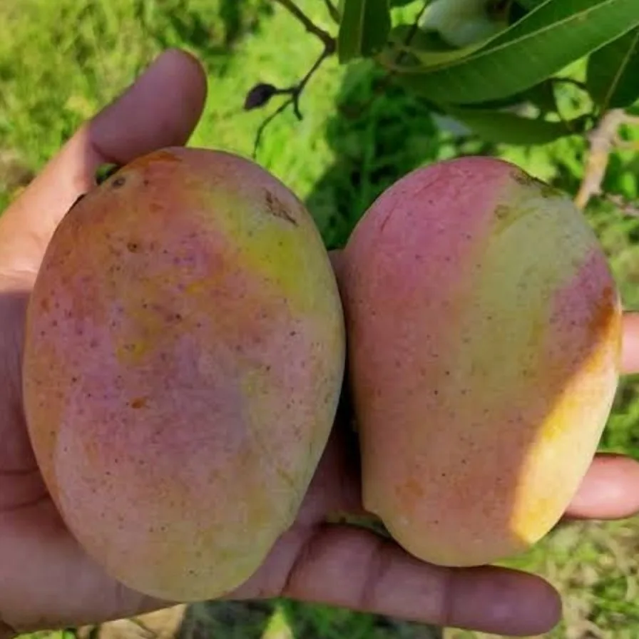 Arka Neelachal Kesari Mango (આર્કા નીલાચલ કેસરી કેરી)